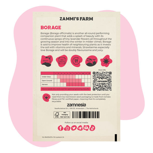 Ogórecznik lekarski (Borago officinalis) – pakiet "Buddy Pack"