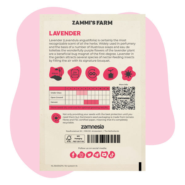 Lawenda (Lavandula angustifolia) Zestaw Buddy