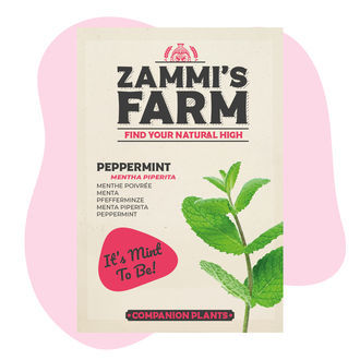 Miętowy zestaw przyjaciela (Mentha piperita)