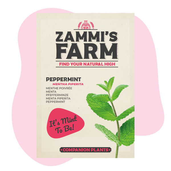 Miętowy zestaw przyjaciela (Mentha piperita)