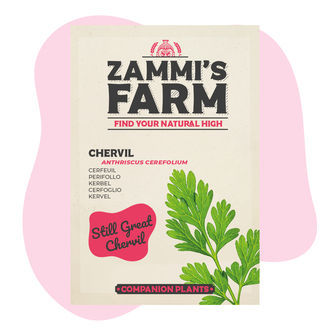 Trybula ogrodowa (Anthriscus cerefolium) – Zestaw Buddy