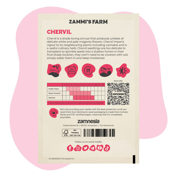 Trybula ogrodowa (Anthriscus cerefolium) – Zestaw Buddy