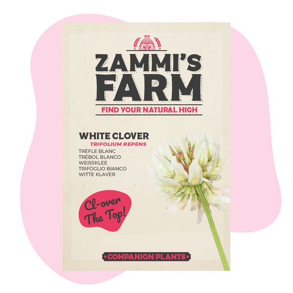 Biały koniczyna (Trifolium repens) – Zestaw Buddy