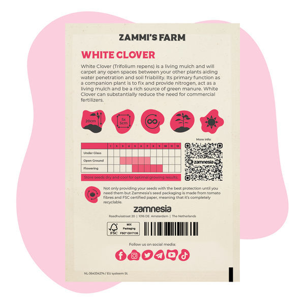 Biały koniczyna (Trifolium repens) – Zestaw Buddy