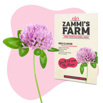 Czerwona koniczyna (Trifolium pratense) – Zestaw Buddy