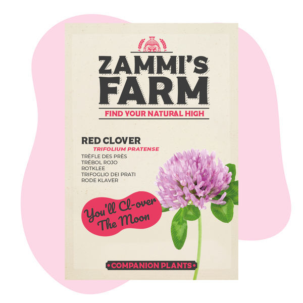 Czerwona koniczyna (Trifolium pratense) – Zestaw Buddy