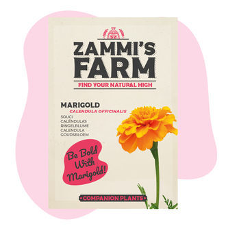 Nagietek lekarski (Calendula officinalis) Zestaw Buddy