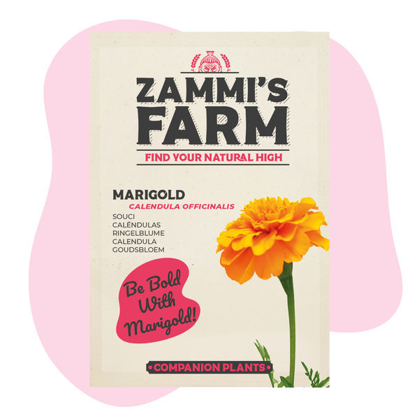 Nagietek lekarski (Calendula officinalis) Zestaw Buddy