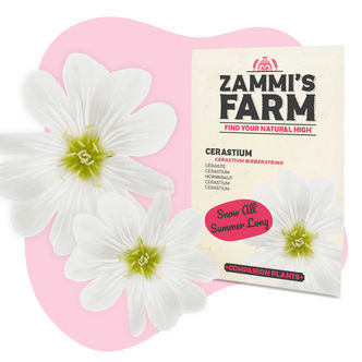 Cerastium (Cerastium biebersteinii) Zestaw Buddy