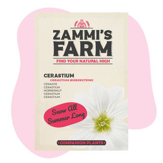 Cerastium (Cerastium biebersteinii) Zestaw Buddy