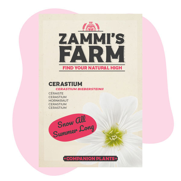 Cerastium (Cerastium biebersteinii) Zestaw Buddy