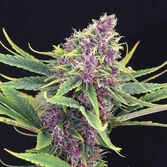 Purple Kush (Kannabia) feminizowane