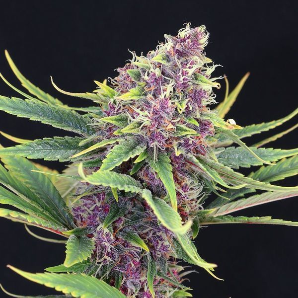 Purple Kush (Kannabia) feminizowane