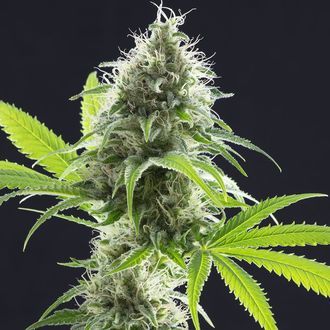 Kama Kush CBD (Kannabia) feminizowane