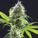 Kama Kush CBD (Kannabia) feminizowane