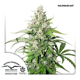 Auto Cinderella Jack (Dutch Passion) feminizowane