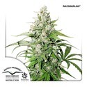 Auto Cinderella Jack (Dutch Passion) feminizowane