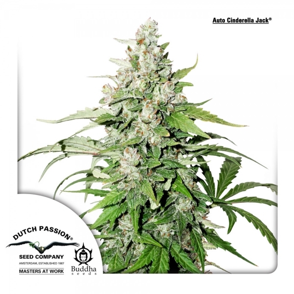 Auto Cinderella Jack (Dutch Passion) feminizowane