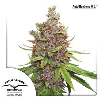 Auto Glueberry OG (Dutch Passion) feminizowane