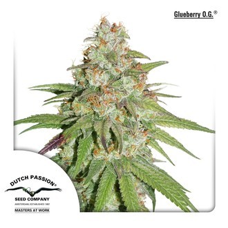 Glueberry OG (Dutch Passion) feminizowane