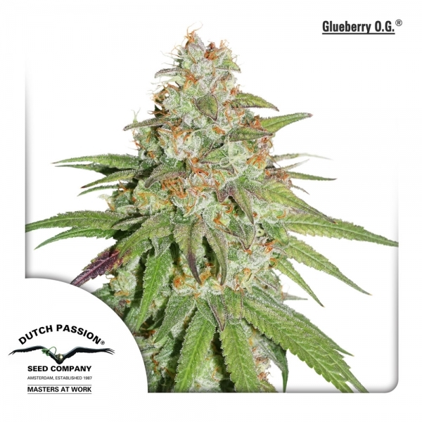 Glueberry OG (Dutch Passion) feminizowane