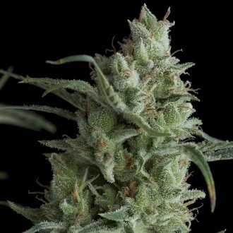 Auto Kryptonite (Pyramid Seeds) feminizowane