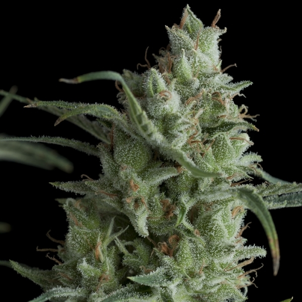Auto Kryptonite (Pyramid Seeds) feminizowane
