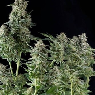 Northern Lights (Pyramid Seeds) nasiona marihuany feminizowane