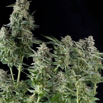 Northern Lights (Pyramid Seeds) nasiona marihuany feminizowane