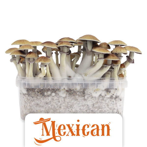 Growkit Zamnesia „Mexican”