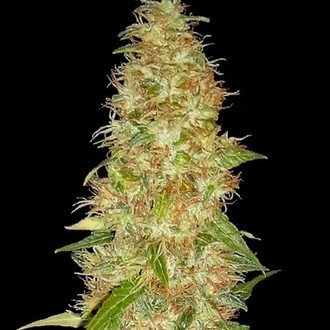 Moon Walker Kush (Spliff Seeds) feminizowane