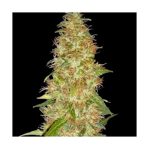 Moon Walker Kush (Spliff Seeds) feminizowane