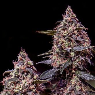 Somango 47 (Positronics) nasiona marihuany feminizowane