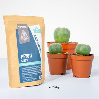 Peyotl (Lophophora williamsii) 20 nasion