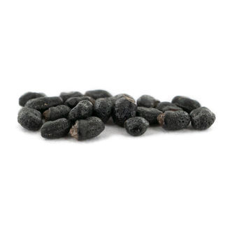 San Pedro (Echinopsis pachanoi) 20 nasion