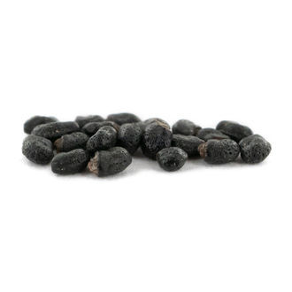 San Pedro (Echinopsis pachanoi) 20 nasion