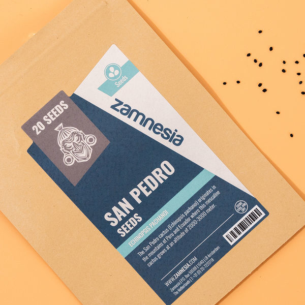 San Pedro (Echinopsis pachanoi) 20 nasion