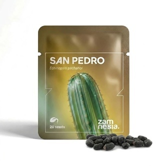 San Pedro (Echinopsis pachanoi) 20 nasion