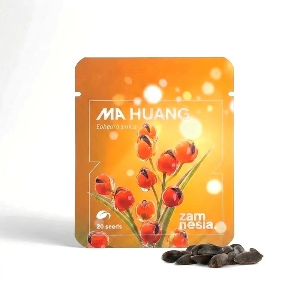 Ma Huang Seeds (Ephedra sinica) 20 Nasion