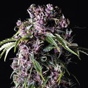 Purple (Pyramid Seeds) feminizowane