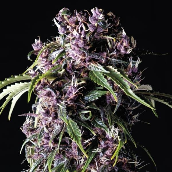 Purple (Pyramid Seeds) feminizowane