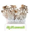 Growkit Zamnesia „McKennaii”