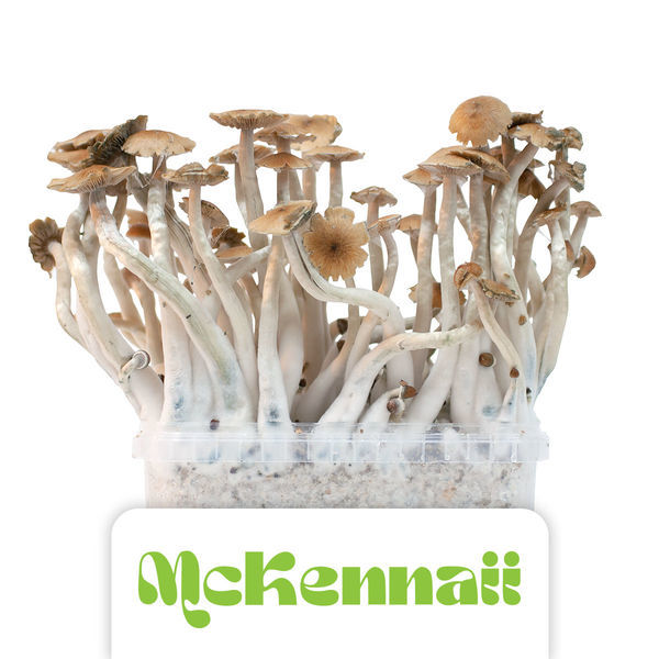 Growkit Zamnesia „McKennaii”