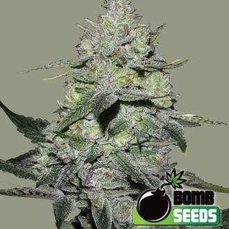 Gorilla Bomb (Bomb Seeds) feminizowane