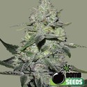 Gorilla Bomb (Bomb Seeds) feminizowane