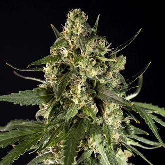 Lemon Automat CBD (Philosopher Seeds) feminizowane