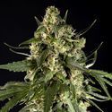 Lemon Automat CBD (Philosopher Seeds) feminizowane