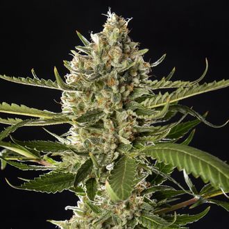 Lemon OG Candy (Philosopher Seeds) feminizowane