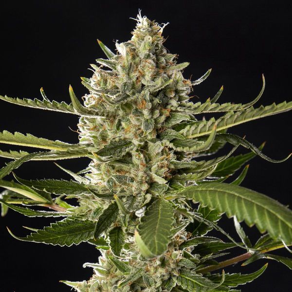 Lemon OG Candy (Philosopher Seeds) feminizowane