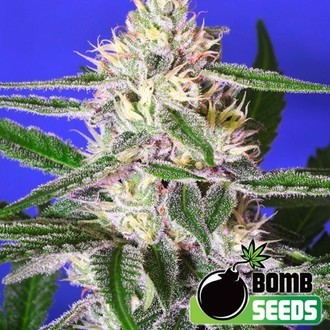Edam Bomb (Bomb Seeds) feminizowane